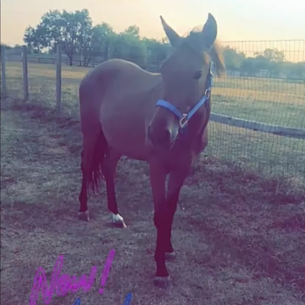 ISO SADDLE AND TACK